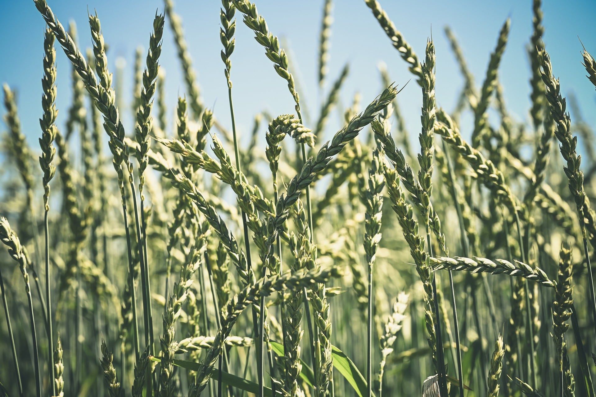 Landwirtschaft: Feld unter blauem Himmel